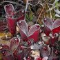 100 Pcs Heliamphora minor Seeds Carnivorous Plants Seeds