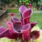 100 Pcs Heliamphora minor Seeds Carnivorous Plants Seeds