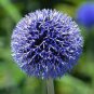 100 Pcs Giant Onion Seeds Allium Giganteum Flower Seed Flower plant