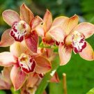 100 Pcs Cymbidium orchid Cymbidium seeds plant