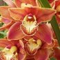 100 Pcs Cymbidium orchid Cymbidium seeds plant
