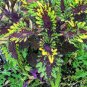 30 Pcs Mixed 9 Colors Coleus Blumei Perennial Flowers Seeds