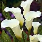 50 Pcs Cream White Calla Lily Seeds