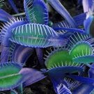 100 Pcs Flytrap Bonsai Seeds Garden Potted Blue Insectivorous Plant Seeds