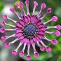 100 Pcs Osteospermum Bonsai Seeds