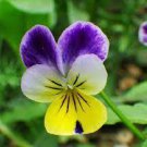 100 Pcs Pansy Seeds Wavy Viola Tricolor Flower Seeds