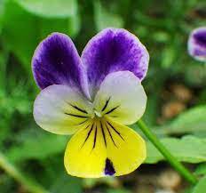 100 Pcs Pansy Seeds Wavy Viola Tricolor Flower Seeds