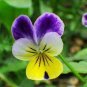 100 Pcs Pansy Seeds Wavy Viola Tricolor Flower Seeds
