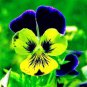 100 Pcs Pansy Seeds Wavy Viola Tricolor Flower Seeds