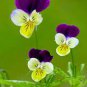 100 Pcs Pansy Seeds Wavy Viola Tricolor Flower Seeds