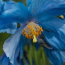 50 Pcs New Poppy Himalayan BLUE MECONOPSIS Rare Perennial Flower 50 Pcs New Poppy Himalayan BLUE MECONOPSIS Rare Perennial Flower