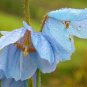 50 Pcs New Poppy Himalayan BLUE MECONOPSIS Rare Perennial Flower