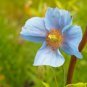 50 Pcs New Poppy Himalayan BLUE MECONOPSIS Rare Perennial Flower