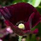 150 Pcs Midnight Poppy Papaver Somniferum