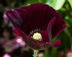 150 Pcs Midnight Poppy Papaver Somniferum