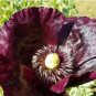 150 Pcs Midnight Poppy Papaver Somniferum