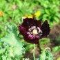 150 Pcs Midnight Poppy Papaver Somniferum