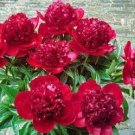 5 Pcs Rare 'Mudanji' Blackish Deep Red Peony Tree Seeds
