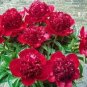 5 Pcs Rare 'Mudanji' Blackish Deep Red Peony Tree Seeds