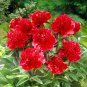 5 Pcs Rare 'Mudanji' Blackish Deep Red Peony Tree Seeds