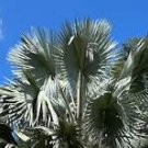 10 Pcs Bismarckia nobilis Silver palm seeds