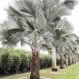 10 Pcs Bismarckia nobilis Silver palm seeds