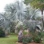 10 Pcs Bismarckia nobilis Silver palm seeds