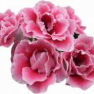 100 Pcs Gloxinia Seeds Sinningia Gloxinia Flower Seed 100 Pcs Gloxinia Seeds Sinningia Gloxinia Flower Seed