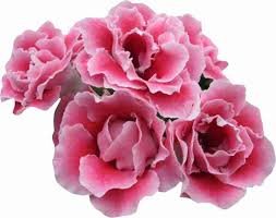100 Pcs Gloxinia Seeds Sinningia Gloxinia Flower Seed
