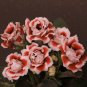 100 Pcs Gloxinia Seeds Sinningia Gloxinia Flower Seed