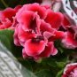 100 Pcs Gloxinia Seeds Sinningia Gloxinia Flower Seed
