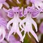 20 Pcs Naked Man Orchid Seeds
