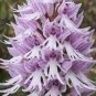 20 Pcs Naked Man Orchid Seeds