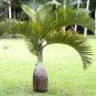 10 Pcs Bottle palm tree Seeds Exotic Plants Bonsai tree Tropical Ornamental flower evergreen plant