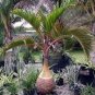 10 Pcs Bottle palm tree Seeds Exotic Plants Bonsai tree Tropical Ornamental flower evergreen plant