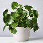 50 Pcs Flower Seeds Pilea Seeds