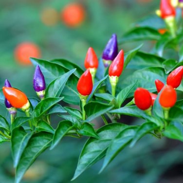 50 Pcs Garden Ornamental Hot Pepper Seeds