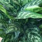 100 Pcs Rare Aglaonema spp Seeds High Humidity Easy Grow Office Desk Bonsai 100 Pcs Rare Aglaonema spp Seeds High Humidity Easy Grow Office Desk Bonsai