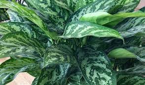 100 Pcs Rare Aglaonema spp Seeds High Humidity Easy Grow Office Desk Bonsai
