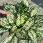 100 Pcs Rare Aglaonema spp Seeds High Humidity Easy Grow Office Desk Bonsai
