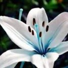 50 Pcs Blue Heart Lily Plant Seeds Heirloom Lilium Lily Flower Fragrant Perennial Flower