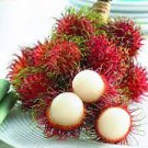 5 Pcs Rambutan Seed Red Fruits Malaysia Miracle Fruit Seeds Plant