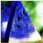 10 Pcs New Variety Plant Blue Watermelon Seeds Vegetable Organic Gardening