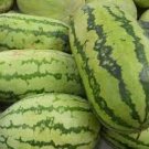 100 Pcs WatermelonSeeds, Heirloom NON-GMO, HUGE, Extra Sweet and Fragrant 100 Pcs WatermelonSeeds, Heirloom NON-GMO, HUGE, Extra Sweet and Fragrant