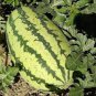 100 Pcs WatermelonSeeds, Heirloom NON-GMO, HUGE, Extra Sweet and Fragrant