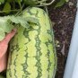 100 Pcs WatermelonSeeds, Heirloom NON-GMO, HUGE, Extra Sweet and Fragrant