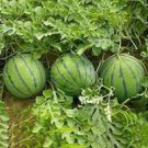10 Pcs Green Watermelon Seeds Vegetable Organic