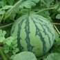 10 Pcs Green Watermelon Seeds Vegetable Organic