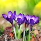100 Pcs Garden Courtyard Evergreen Shrub Plants Crocus Sativus Seeds 100 Pcs Garden Courtyard Evergreen Shrub Plants Crocus Sativus Seeds