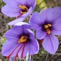 100 Pcs Garden Courtyard Evergreen Shrub Plants Crocus Sativus Seeds